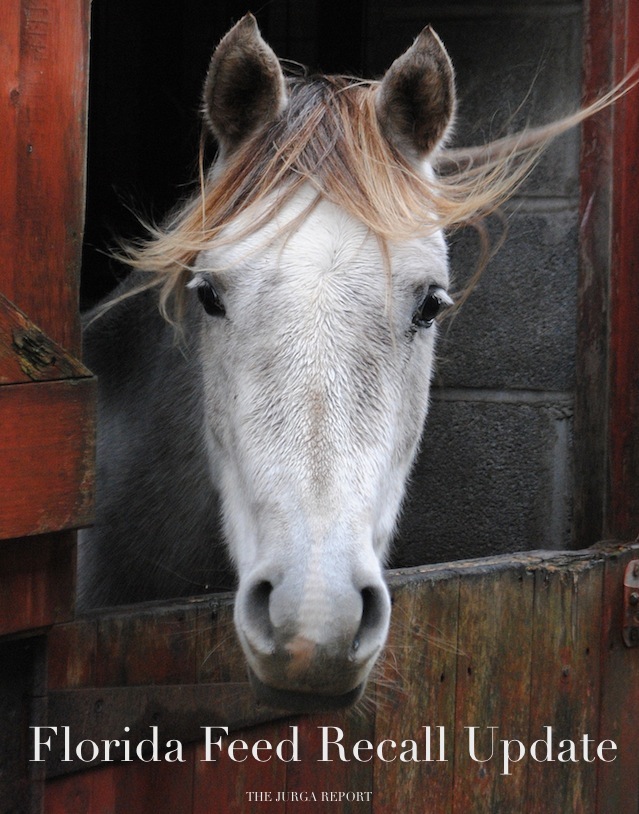 flkl cc clint budd gray horse head nice x640