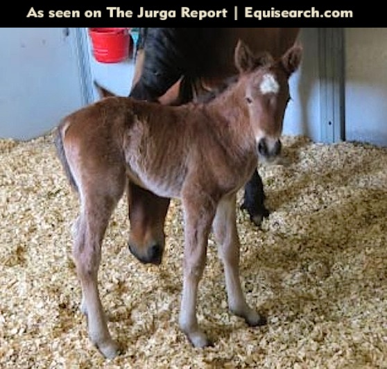 Foal resulting from clone to clone breeding