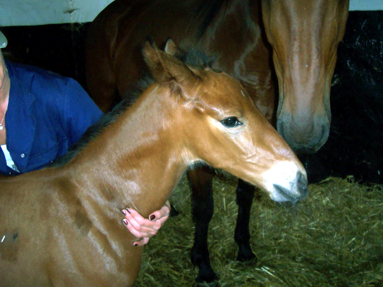 Foal Survives Neonatal Isoerythrolysis via Transfusion: Rescue Horse to the Rescue promo image