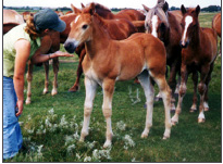 foal