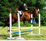 former racehorse