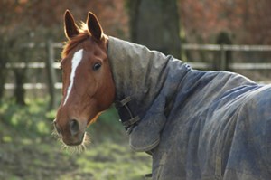 Fotolia_horse in blanket