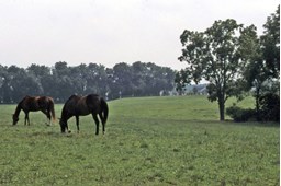 generic grazing