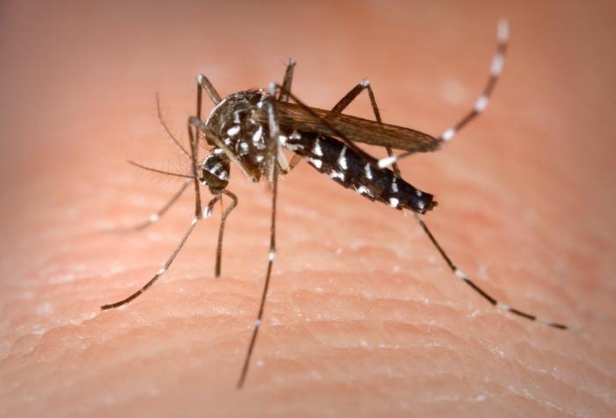 Governor Schwarzenegger Declares State of Emergency in California Counties Hit Hardest by West Nile Virus promo image