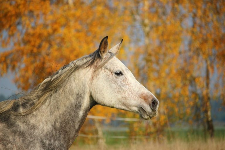 A grey horse standing outside during fall weather