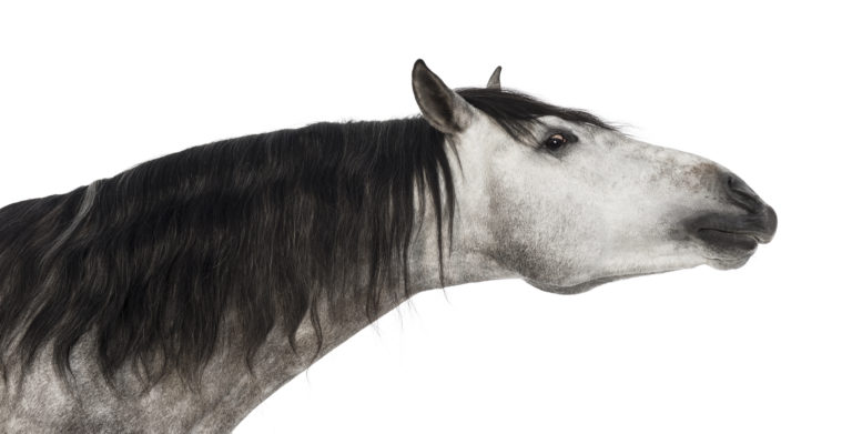A grey horse stretching his neck out