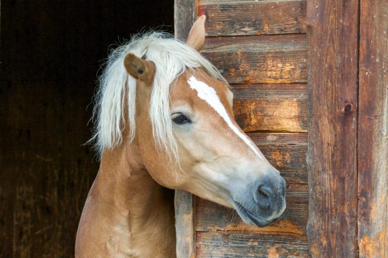 haflinger