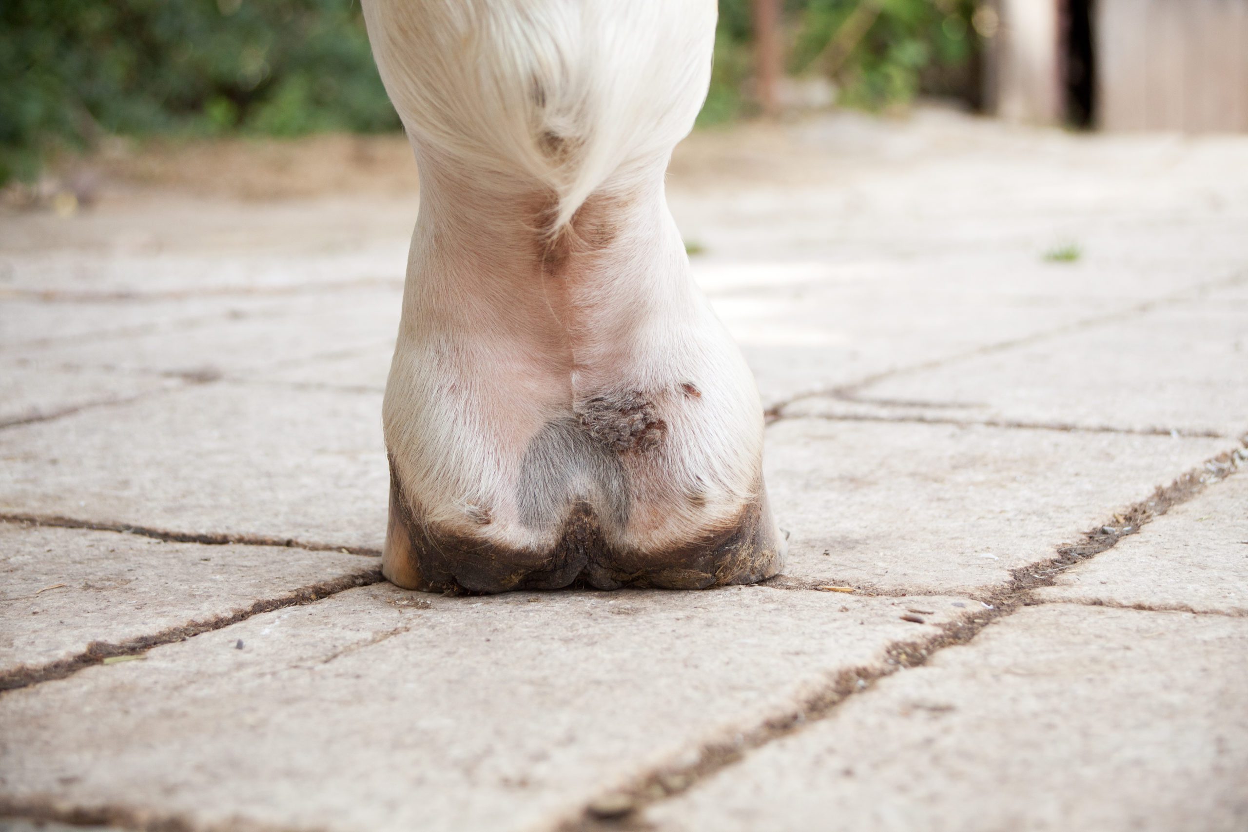 Rear view of a white pastern with scabs on it