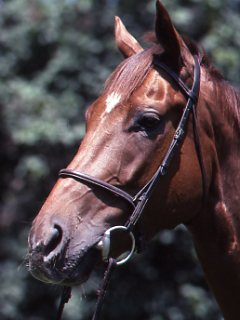 Help for Equine Asthmatics promo image