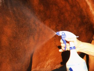 Help your horse overcome fear of fly spray promo image
