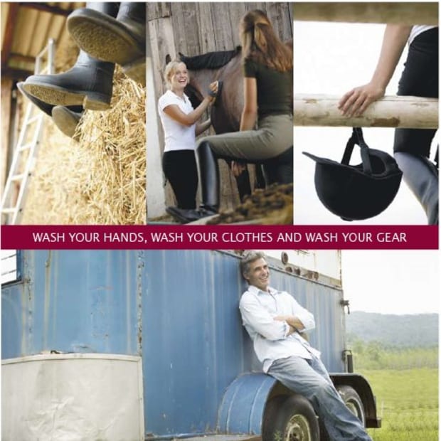 Hendra Virus Kills Another Horse in Australia promo image