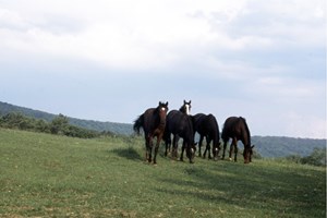 herd 9