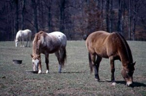 herd feeding