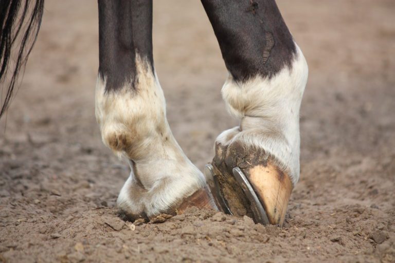 Close up of two hind hooves and lower limbs