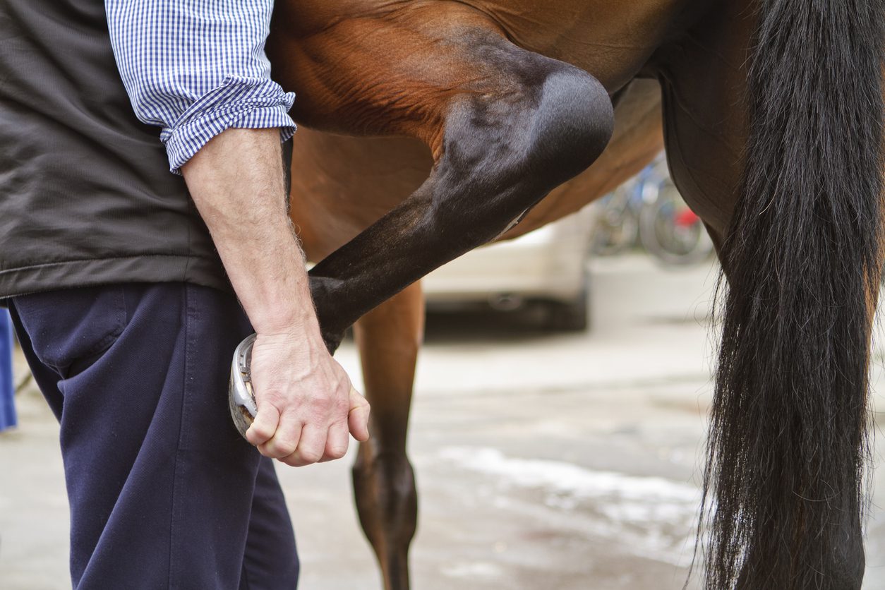Close up of a veterinarian flexing a horse's hock as part of a lameness exam