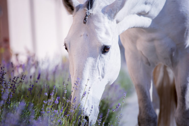 A horse sniffing lavender plants