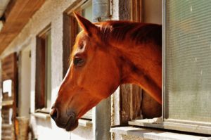 A chestnut horse hanging his head out of a stall door.
