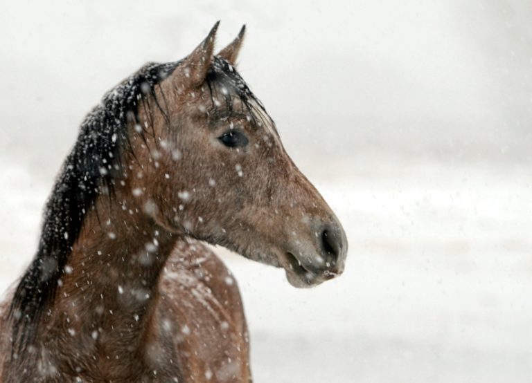 horse-422118_1920