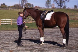 horse and rider