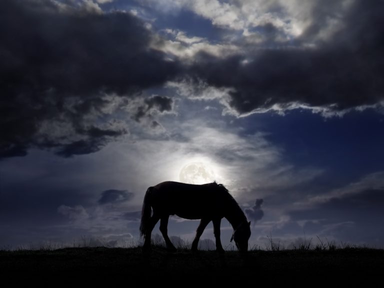 A horse grazing at night, under a full moon.
