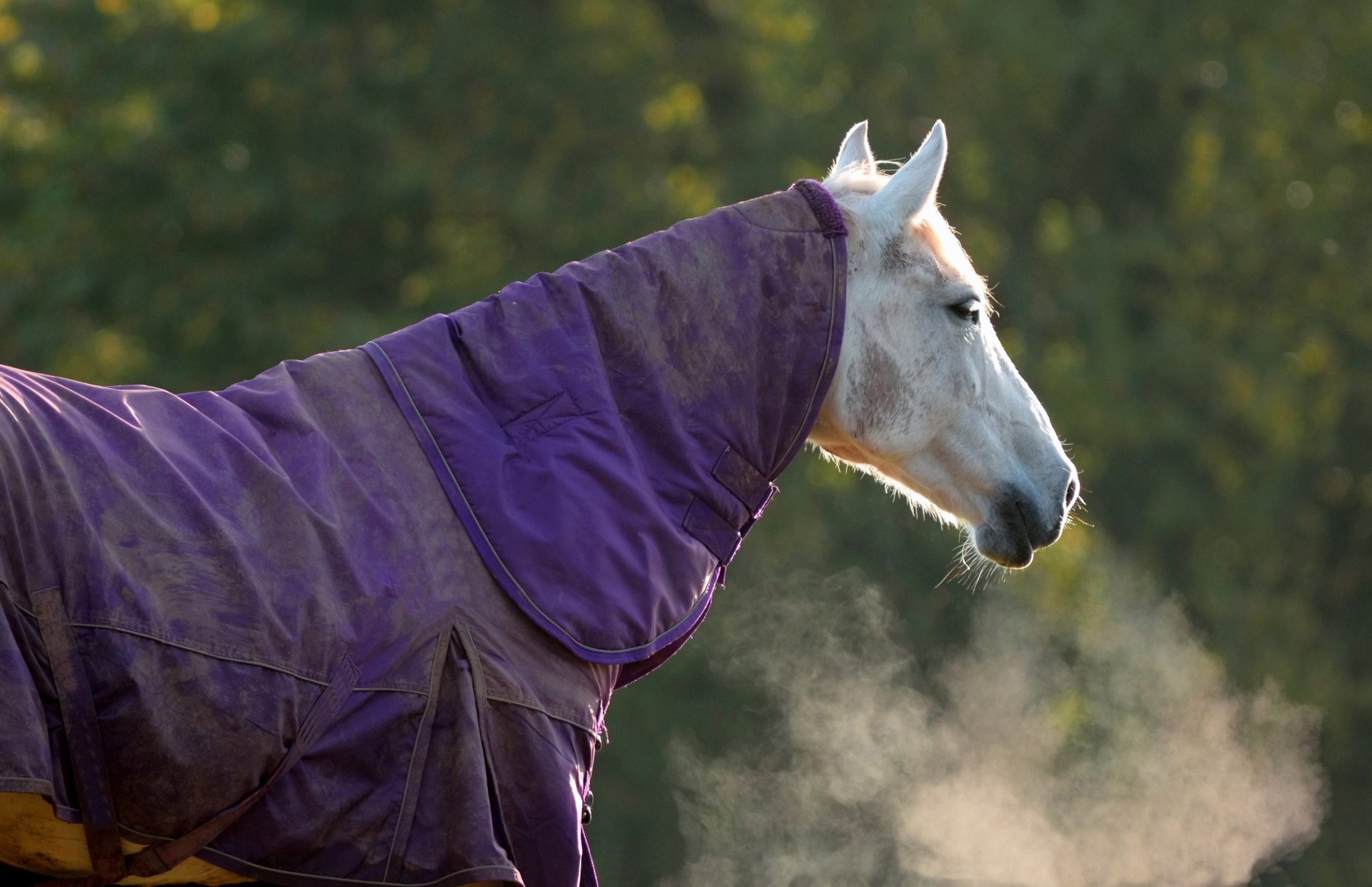 A horse wearing a purple blanket