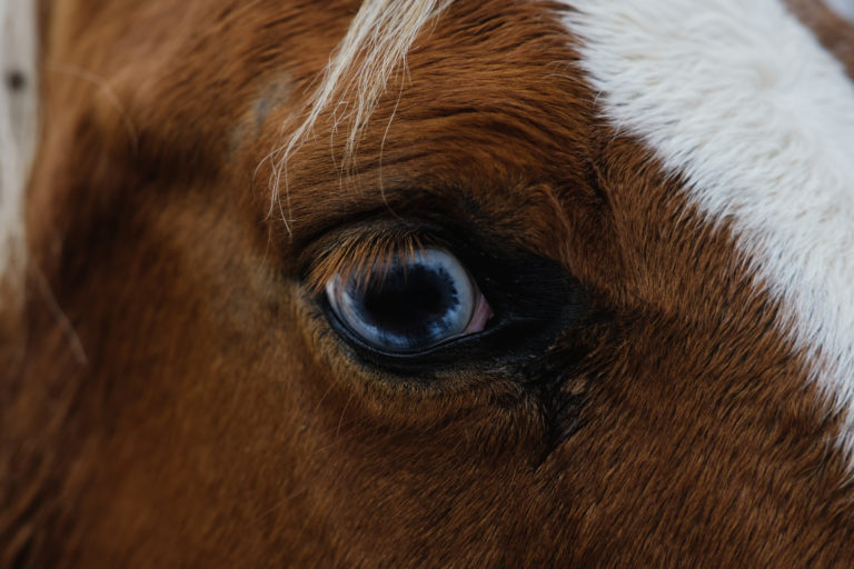 Close up of a horse's blue eye