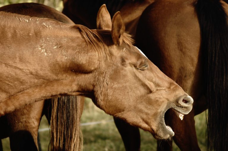 horse cough