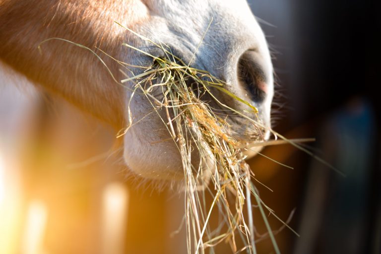 horse eating hay