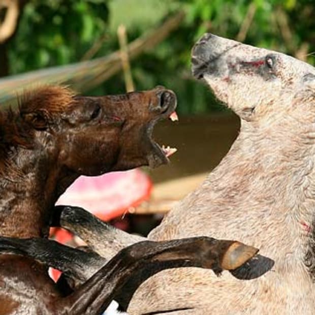Horse Fighting in the Philippines promo image