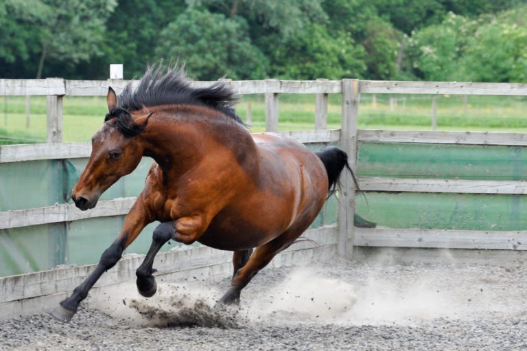 horse gallop angry