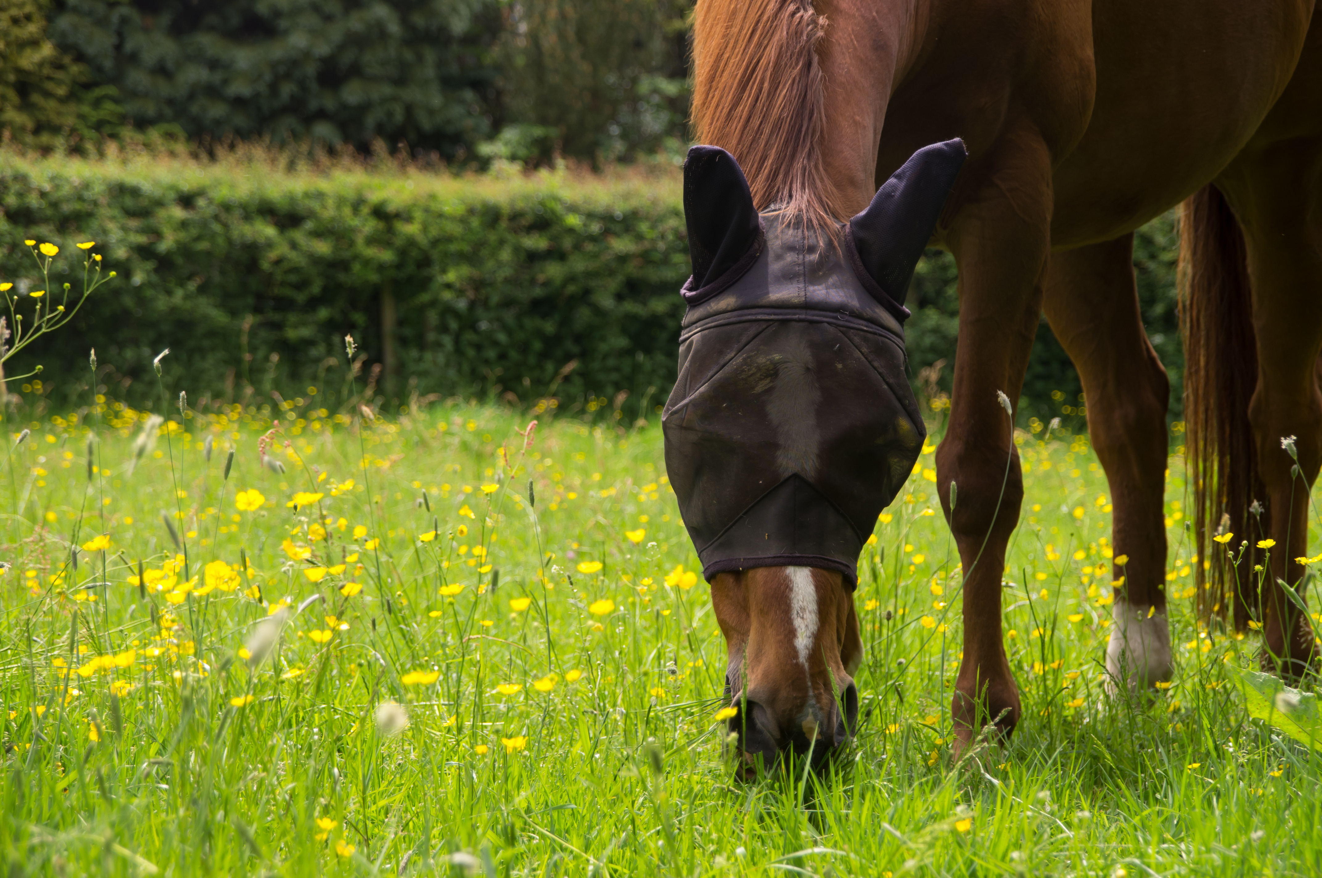 horse grazing buttercups
