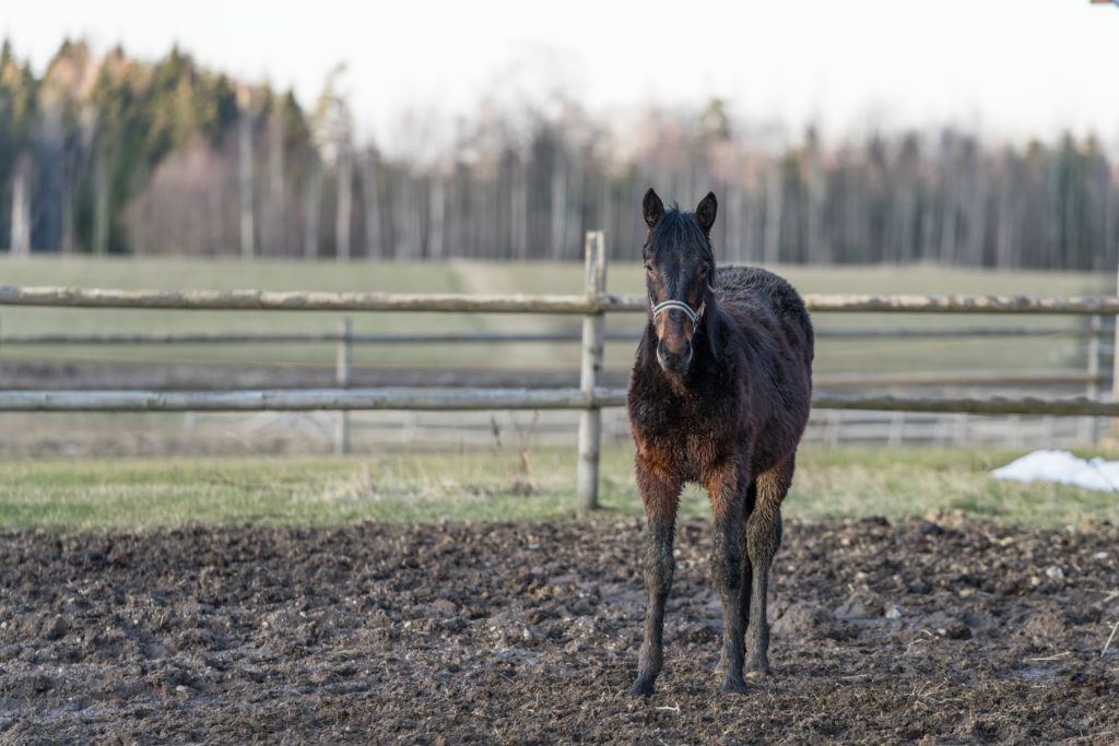 A horse sanding in a muddy field