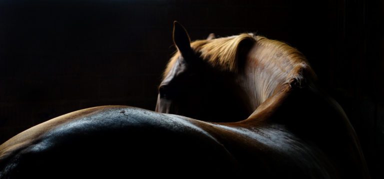 A horse in the shadows looking over his back