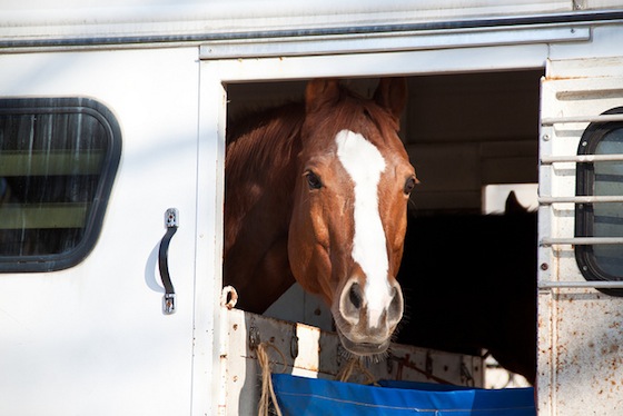 horse in trailer by Victoria Pickering