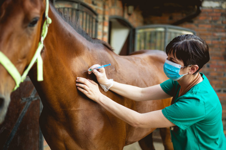 A horse being given an injection