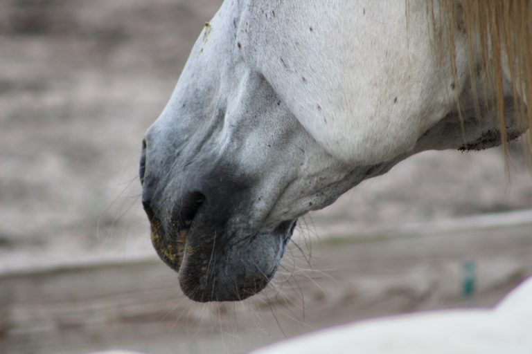 horse jaw