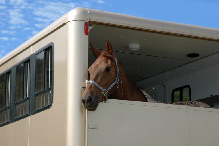 A horse looking out of the back of a trailer