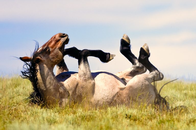 horse-rolling