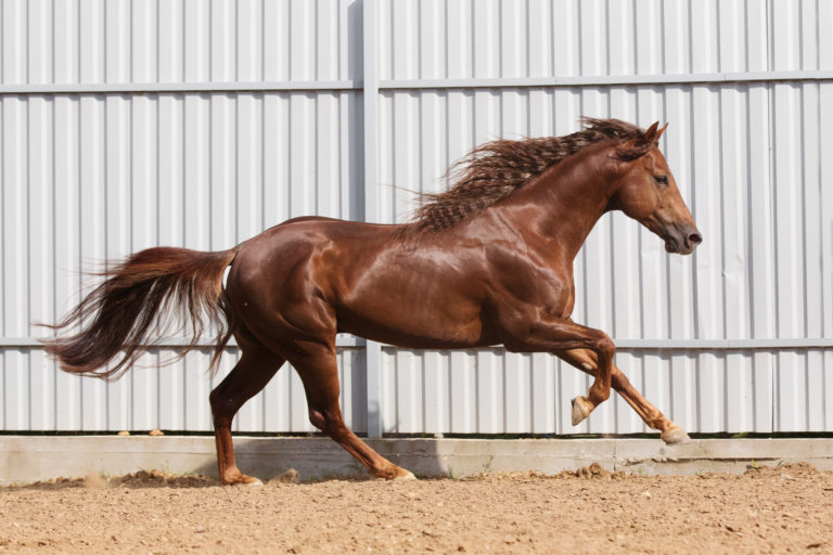 horse running