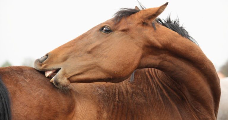 horse scratching