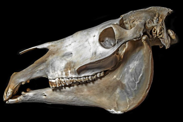 horse skull