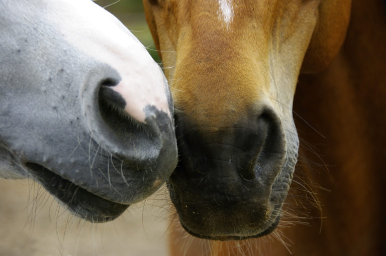 Two horses muzzles touching each other
