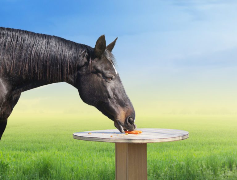 horse taking treat