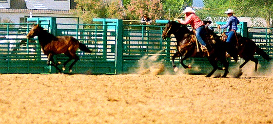 horse tripping in Oregon