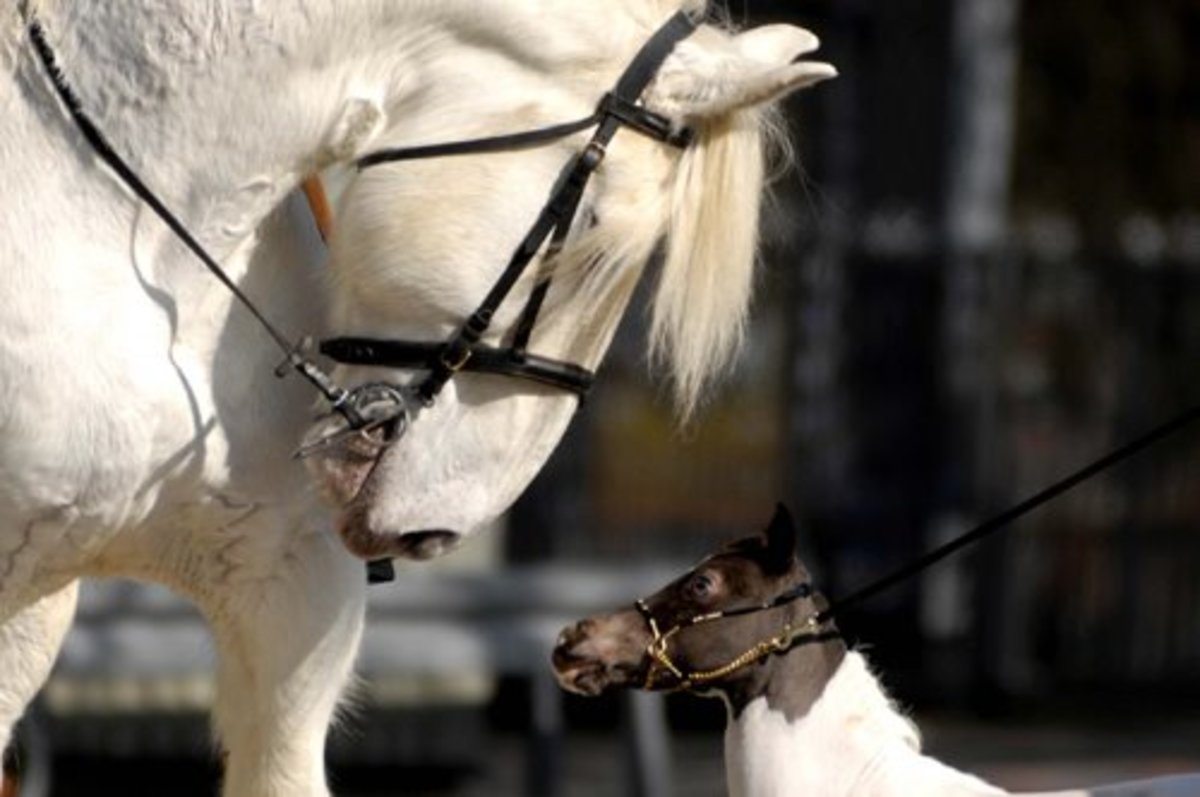 Horse with Lighter Coat Colors Are More at Risk for West Nile Virus promo image