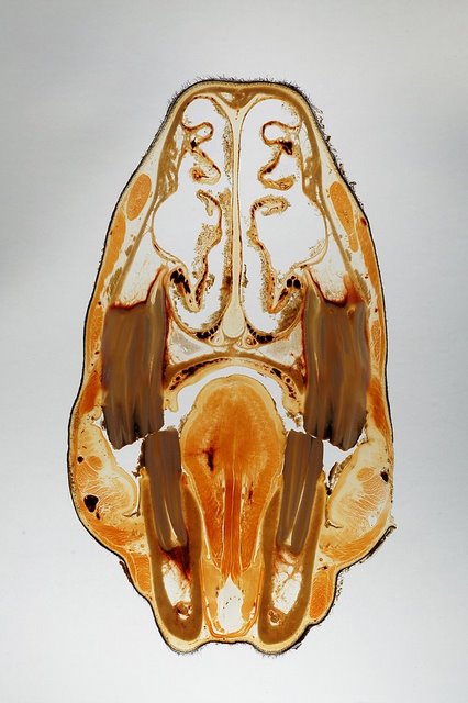 Horse_head_close-716811