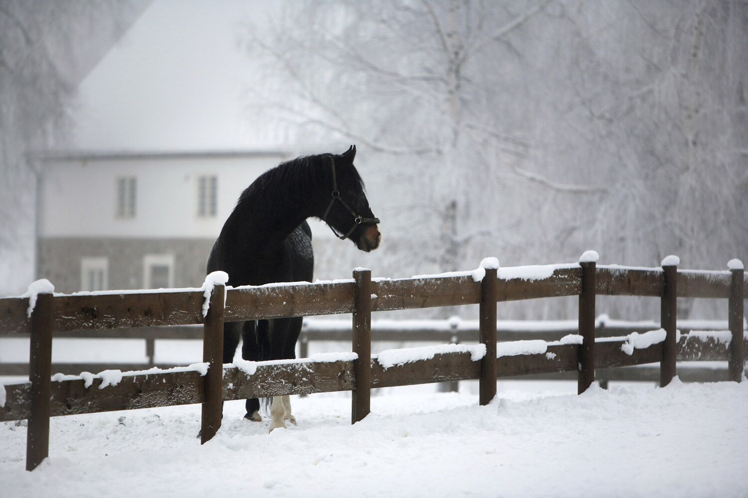 horse_winter
