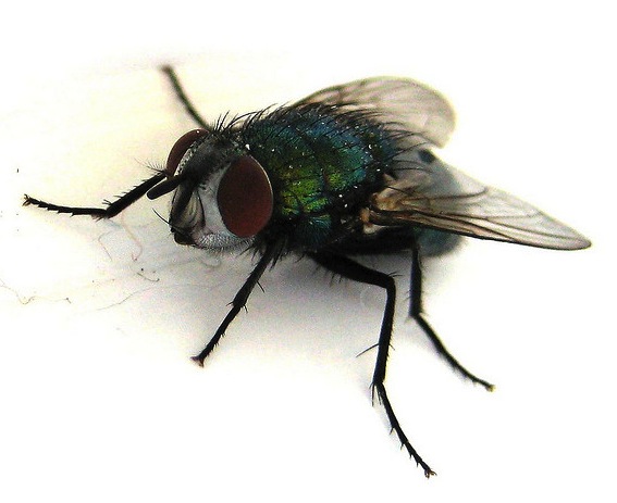 horsefly by skittledog