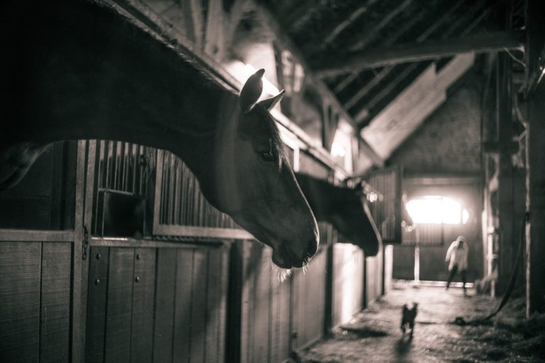 horses-786239_1920