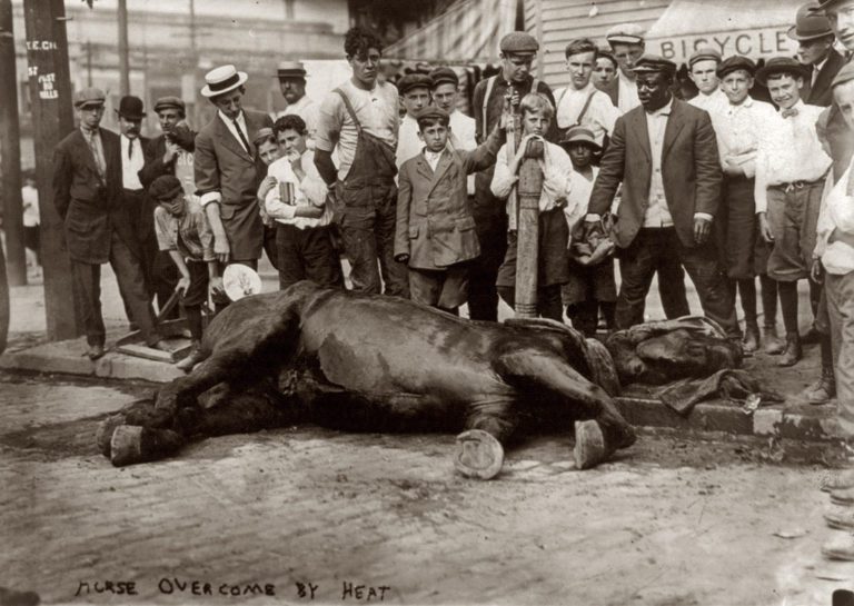 Horses and Heat Waves: How Did City Horses Fare in the Old Days? promo image